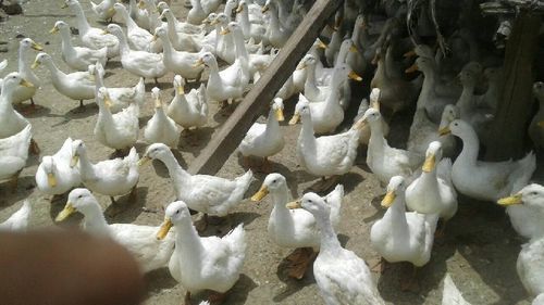 Healthy Live Small White Duck