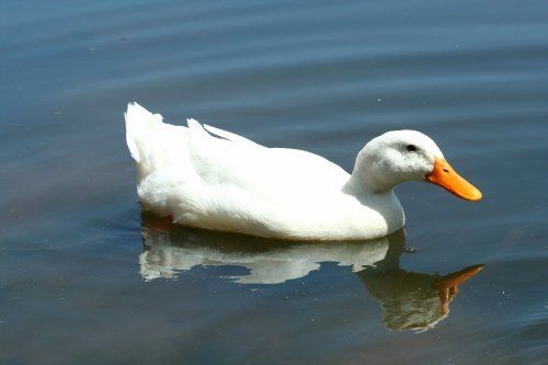 Healthy White Pekin Country Ducks