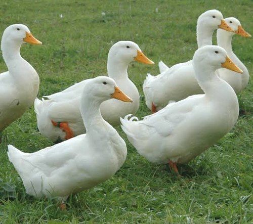 Healthy White Pekin Duck Farming