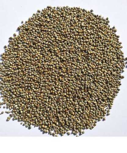 Hybrid Bajra Seeds Use For Agriculture, Natural Color, Normal In Size
