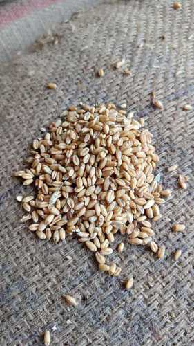 Wholesale Price Export Quality Indian Dried Brown Wheat Grains with High In Protein