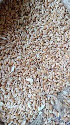 Wholesale Price Golden Color Dried Wheat Grains with High In Protein, 5 Kg Pack