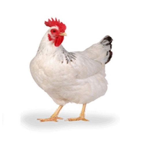 1 Kg White Color Live Chicken Kanky Breed Gender: Both