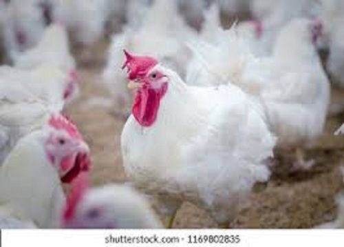 Breed Suguna 2 Kg Live Chicken