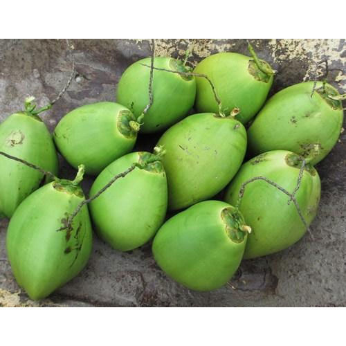 Free From Impurities Natural Rich Taste Healthy Organic Green Fresh Coconut