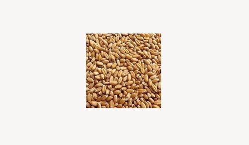 Indian Dried Golden Color Wheat Grains with High In Protein, 15 Kg Pack