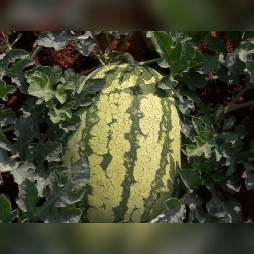 Rich Natural Juicy Healthy Delicious Fine Taste Green Fresh Watermelon