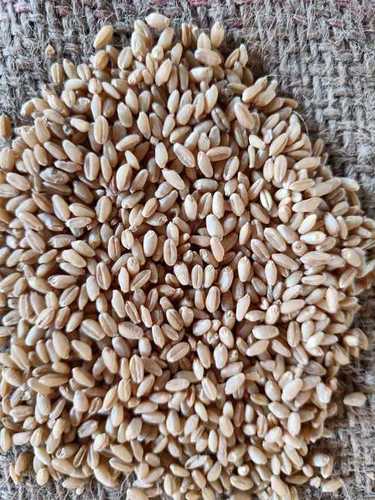 Wholesale Price Export Quality Indian Dried Brown Wheat Grains With High In Protein