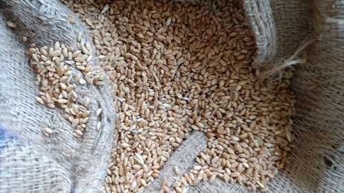 Wholesale Price Export Quality Indian Dried Golden Wheat Grains with High In Protein, 20Kg Pack