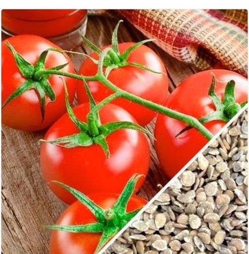 Best Price Hybrid Red Color Dried Tomato Seed For Agriculture And Home