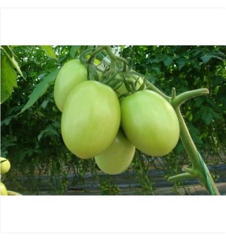 Best Price Hybrid Tomato Seeds For Agriculture Sowing