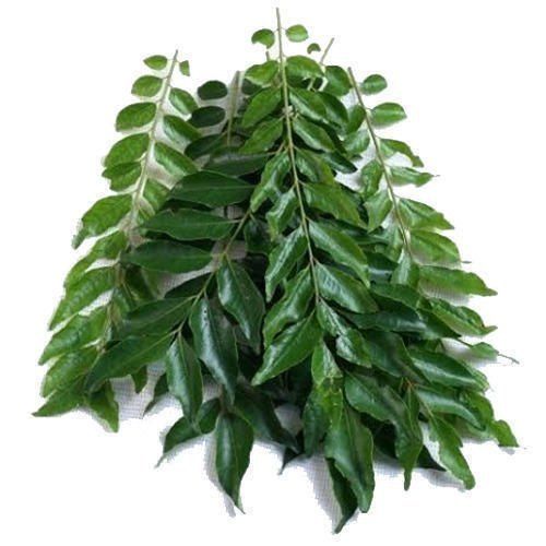 Handpicked, A Grade, Rich in Fiber, Antioxidants And Organic Fresh Curry Leaves 