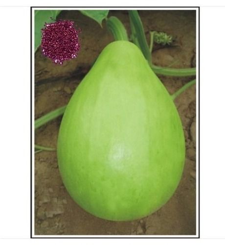 Hybrid Light Green Color Bottle Gourd Seeds For Agricultural Farming