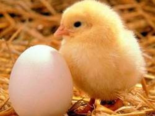 Male And Female Yellow Coloured Broiler Chicks