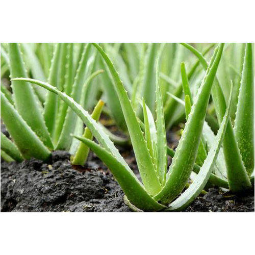 Naturally Grown, Sorted, Natural Height 15-20Inch Fresh Aloe Vera Plant, Help Improve Overall Wellbeing Ingredients: Herbs