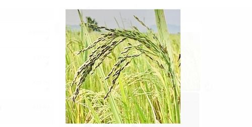 Wholesale Price Natural And Organic Paddy Seeds For Agriculture Farming