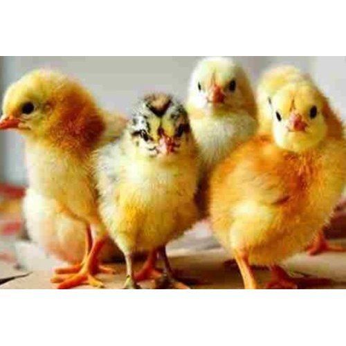 Yellow Coloured Broiler Chicks Of 43grams That Are Highly Healthy