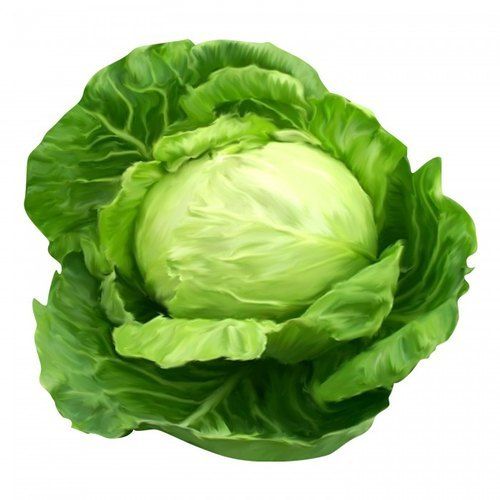 100 Percent Fresh And Pure A Grade Healthy Green Cabbage With Vitamin And Fibre