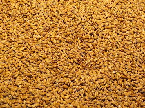 100 Percent Fresh And Pure Organic Brown Barley Malt Grain Malted Good Source Of Vitamin Crop Year: Current Years Years