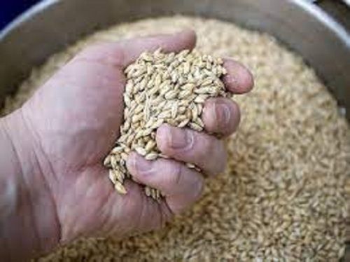 100 Percenty Fresh And Pure Brown Organic Barley Good For Health With Protein