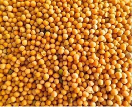 A Grade Natural Yellow Color Mustard Seeds With High Nutritious
