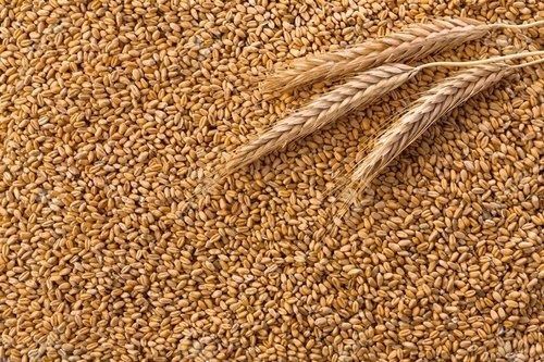 Natural And Organic Wheat Grain With High Nutritious Values
