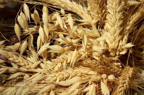 Brown Natural Yellow Dried Barley With 1 Year Shelf Life And Rich In Vitamin B6