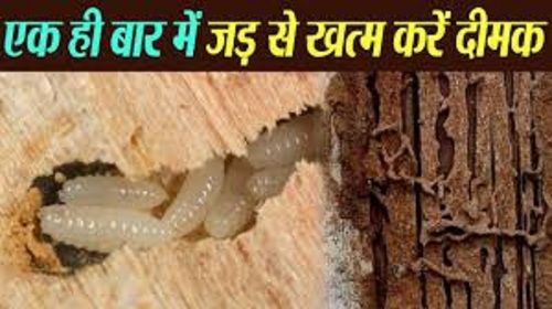 Anti Termite Treatment Pest Control Services By Navkaar Enterprises