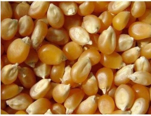 100% Fresh And High Quality Yellow Color Maize For Cooking Popcorn