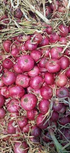 100 Percent Natural And Fresh Round Raw Onion, Rich Vitamins And Minerals