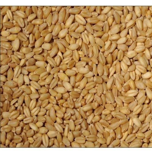 100 Percent Natural and Pure Golden 100 KG Food Wheat Grains A Grade