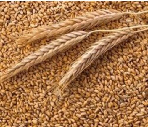 Normal Cooking Fresh Golden Color Organic Wheat With High Nutritious Values