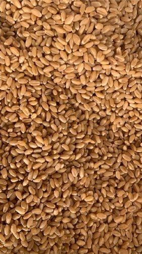 Impurity Free Wheat Grain Brand High In Protein Golden Colors 100 KG