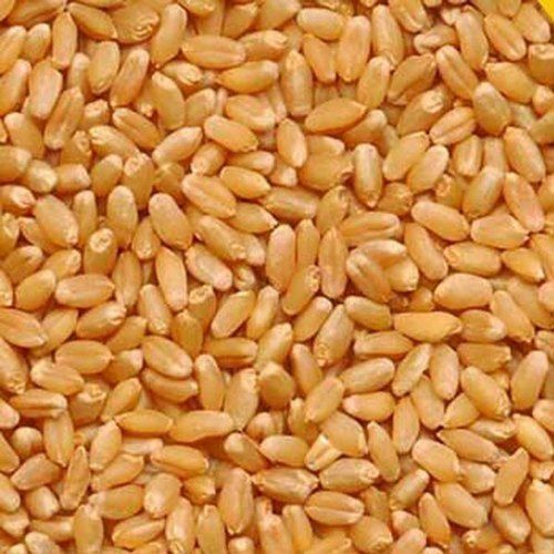 Longer Shelf Life Food Grade Golden Brown Sharbati Wheat Grain High In Protein