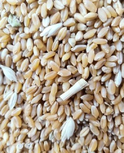 Natural Dried Brown Wheat Seeds For Food Processing Loose Packaging