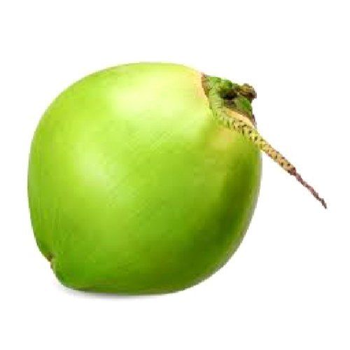 Natural Green Fresh Tender Coconut With Anti-Inflammatory Properties, Rich In Vitamins