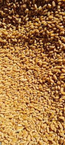 Natural High Quality Golden 100 Kg Food Wheat Grains Fresh Organic