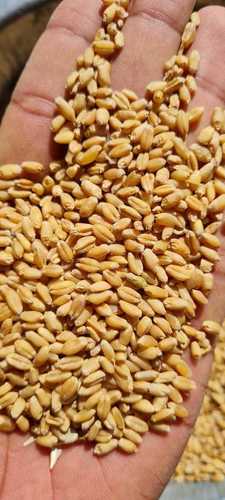 Rich Taste Impurity Free Golden Brown Sharbati Wheat Grain Fresh Organic