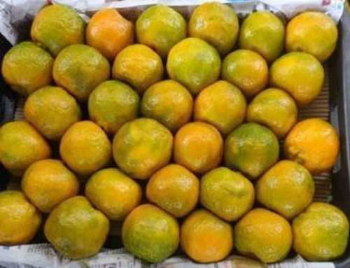 100 Percent Organic Farm Fresh Tasty Healthy And Juicy Orange Fruit