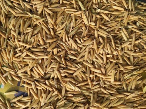 A Grade 100% Pure Natural Brown Paddy Seeds For Agriculture Purity: 99%