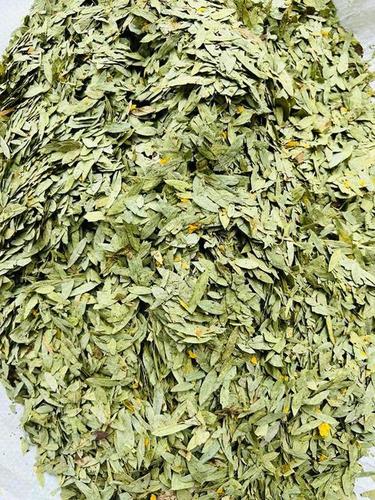 Dried Green Senna Leaves For Medicinal Use