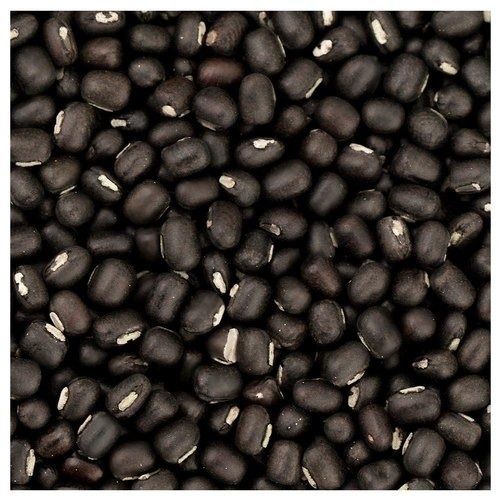 Wholesale Price Organic Dried And Cleaned Whole Black Urad Dal With 99% Purity