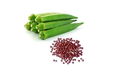  15 Grams, Hybrid Organic Okra Seeds For Vegetable And Agriculture Use
