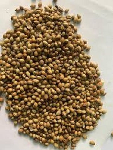 100% Dried Fresh Cleaned Whole Coriander Seed And Rich In Vitamins, Minerals, And Antioxidants