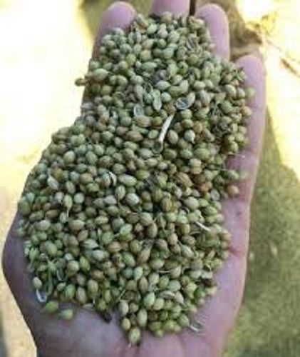 100 % Organic Fresh Healthy Coriander Seeds Enhance Taste On Indian Dishes