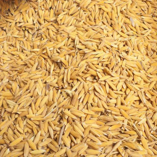 A Grade Organic Paddy Rice With 1 Year Shelf Life And Rich In Vitamin B12