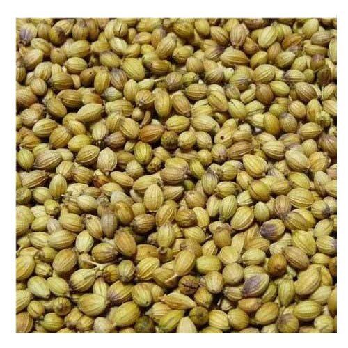 Accurate Flavor Organic And Dry Green Healthy Coriander Used in Various Dishes