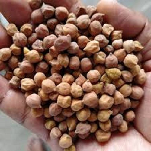 Healthy And Nutritious Rich In Antioxidant And Minerals Dried Black Desi Chana
