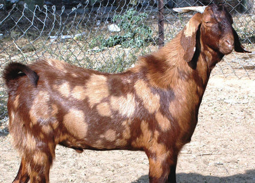 Brown Live Goat