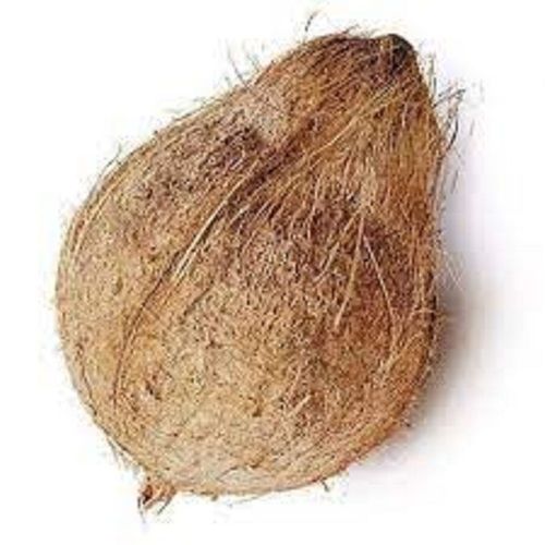 A Grade 100% Pure And Natural Semi Husked Matured Coconut For Pooja